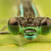 Blue-Tailed Damselfly 2 